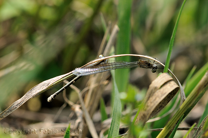 Predazione di Ischnura elegans